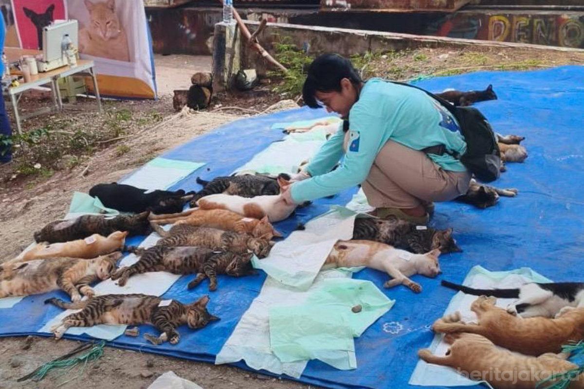 Ratusan Kucing di Pulau Tidung Berhasil Divaksin Rabies dan Disterilisasi