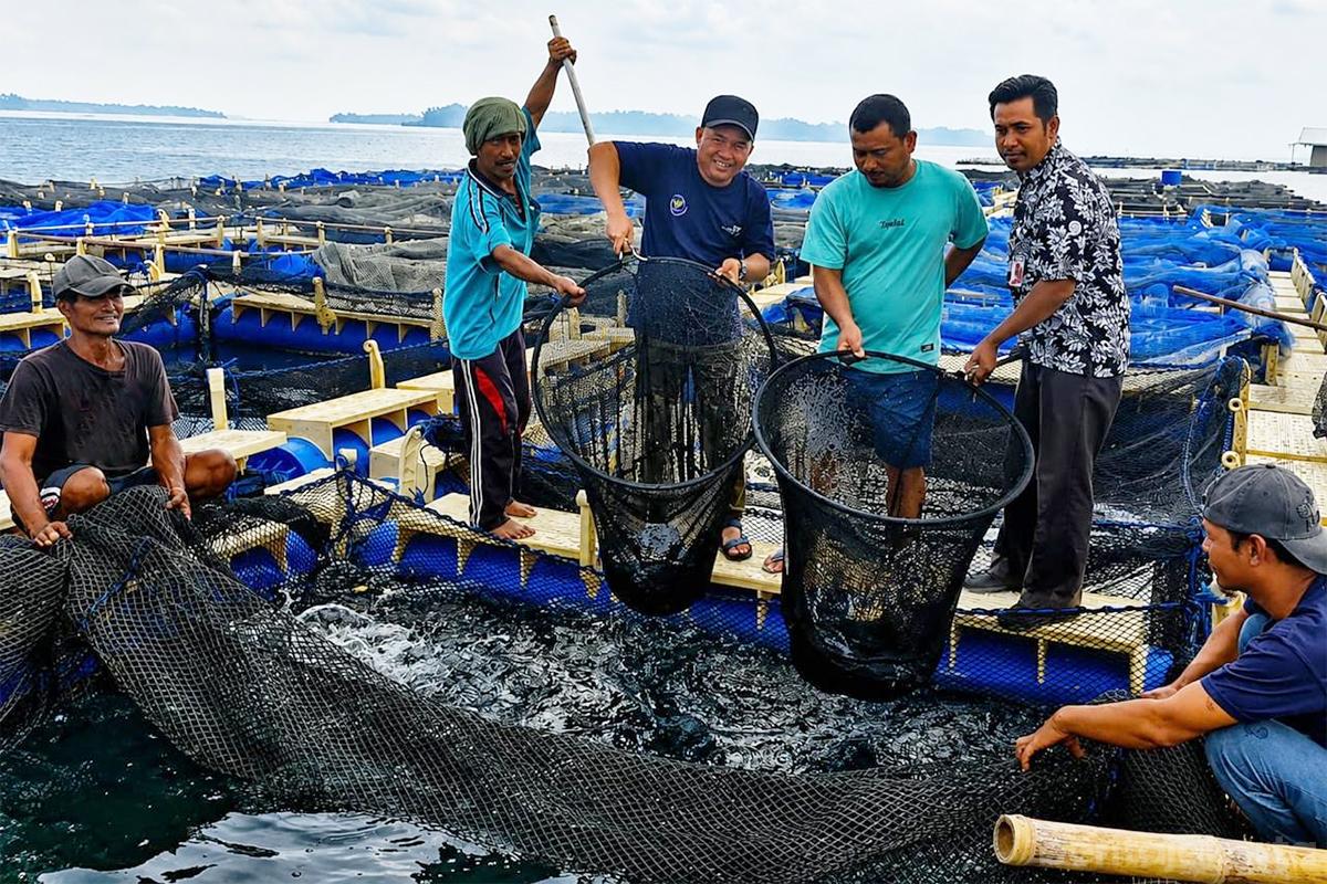 Pokdakan Mandiri ikan kerapu cantang anita