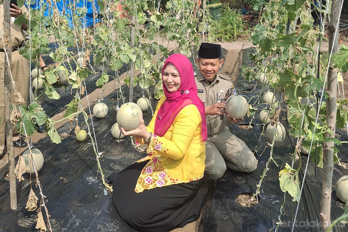 Pemkab pulau seribu panen melon anita