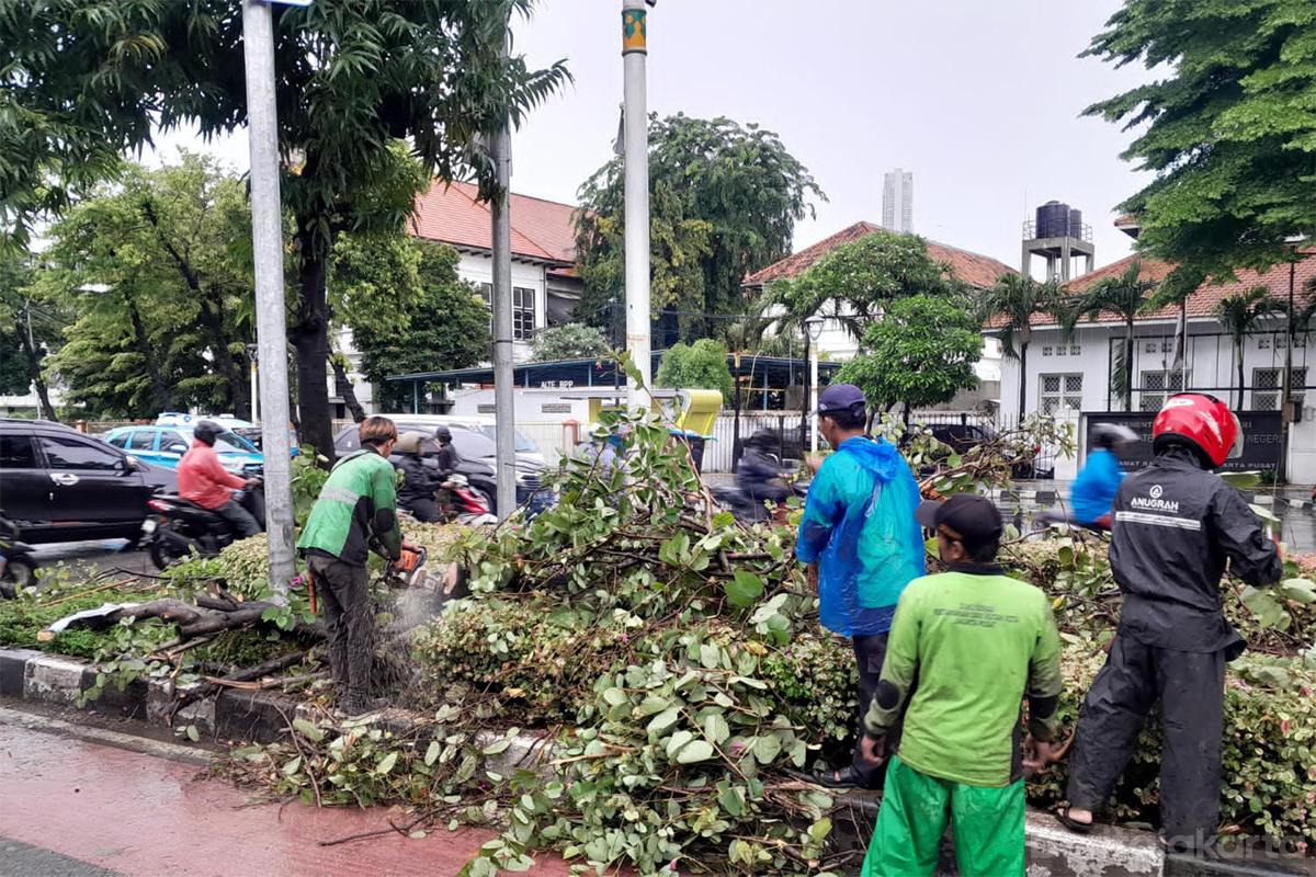 Pohon Tumbang Jalan Kramat Raya folmer