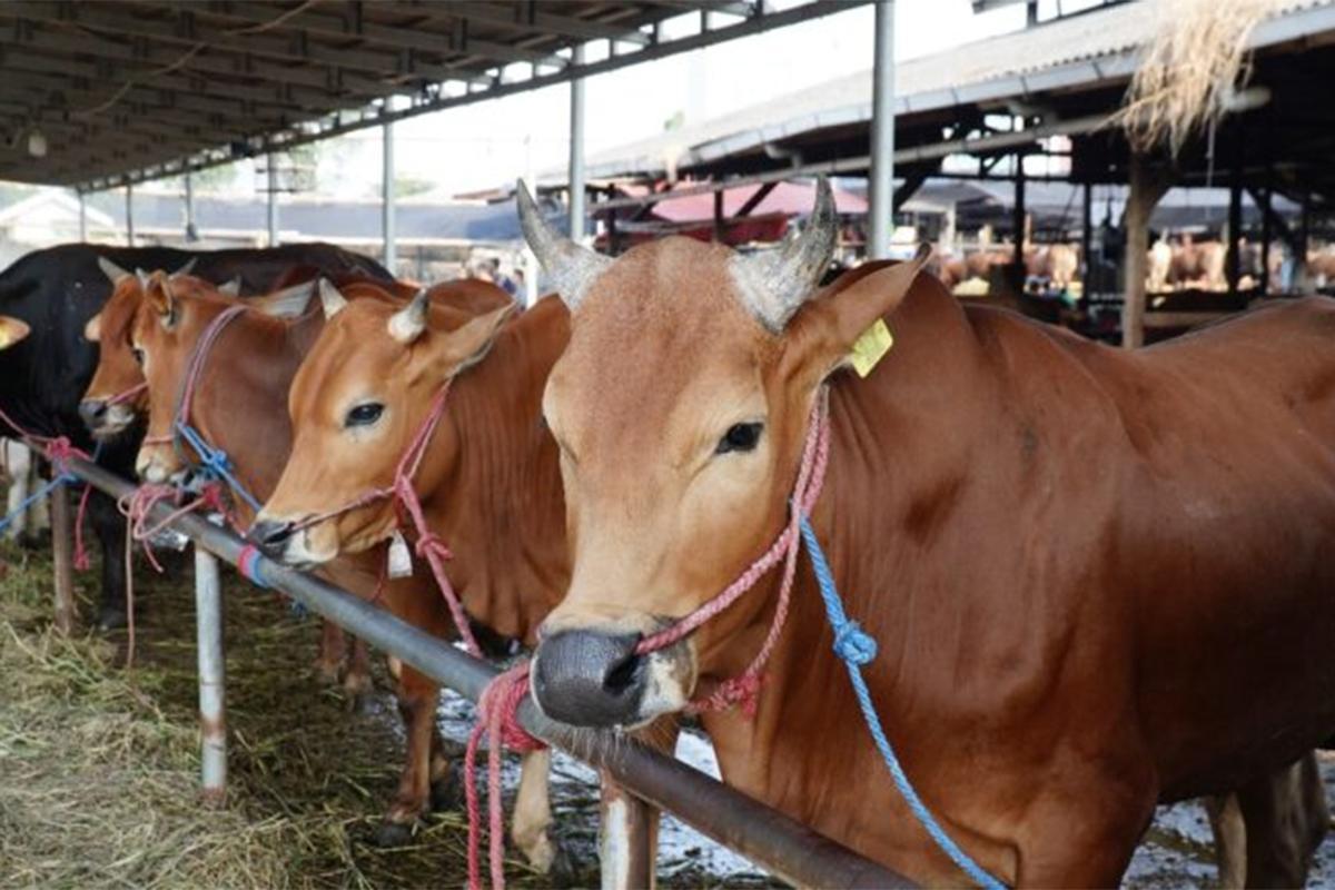Sapi dharmajaya ist2