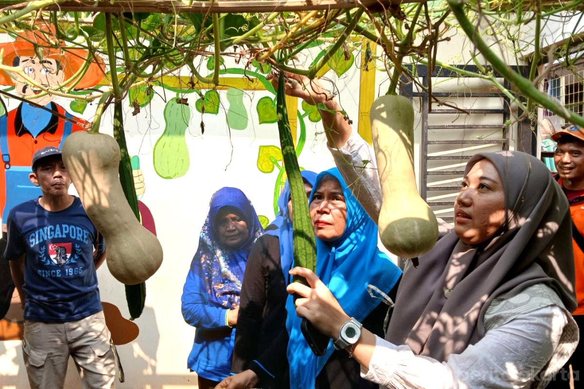 Urban Farming Rudin Lurah Tanjung Duren Selatan Panen 5 Kilogram Sayur Mayur