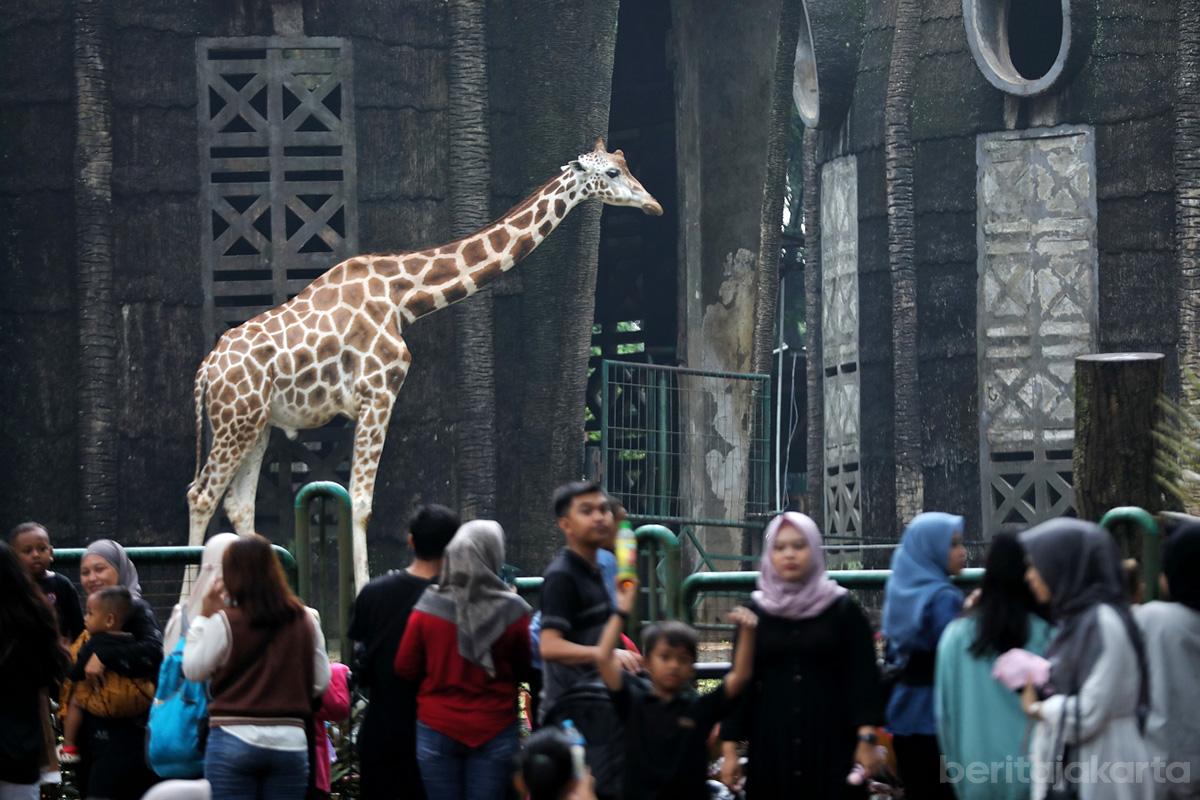 Tmr ragunan otoy 1