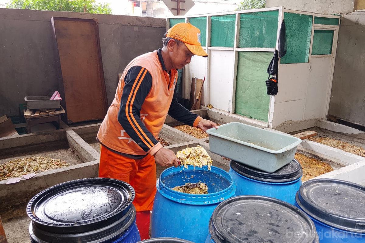 Budidaya mango cipinang melayu nurito