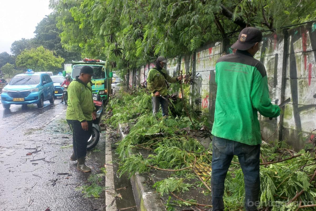 Empat Pohon Sempal di Jaktim Berhasil Dievakuasi