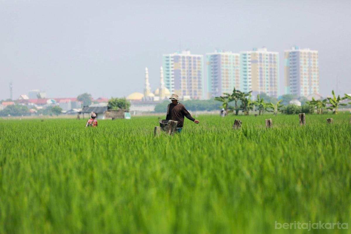 Petani jakarta rorotan rezap
