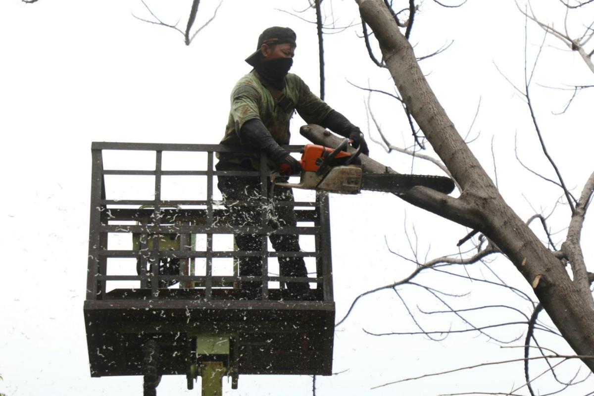 Pohon rawan tumbang jaktim doc