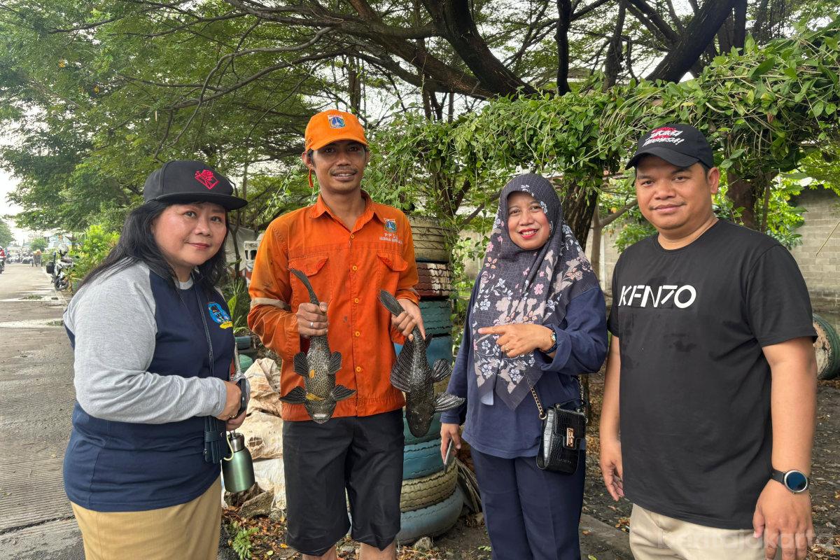 Pengendalian Ikan Sapu sapu di Jakut Capai 493 Kilogram