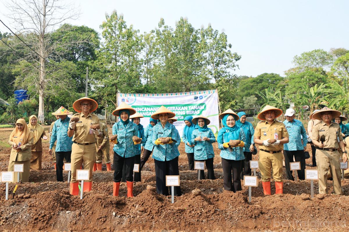 Tanam serentak tanaman pangan jaksel otoy