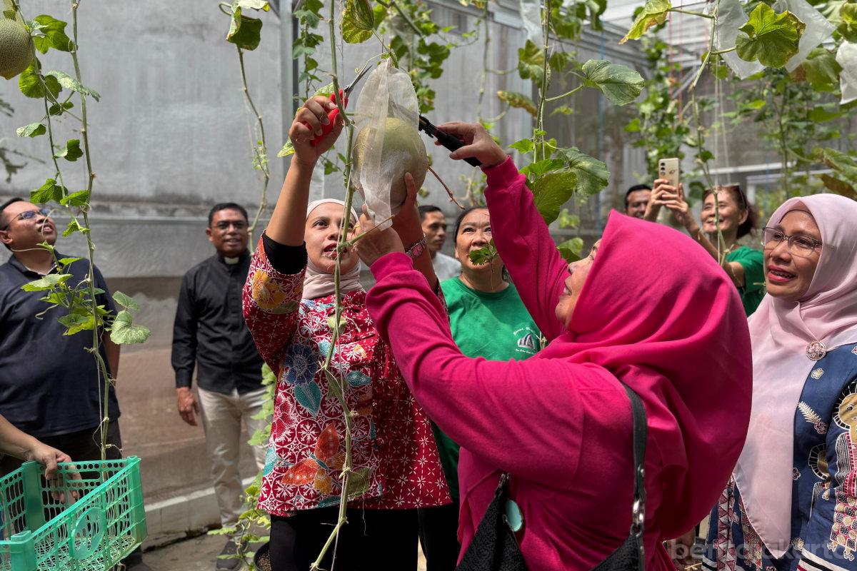 Kelompok Wanita Tani Ibun di Pegangsaan Dua Panen Sayur dan Buah