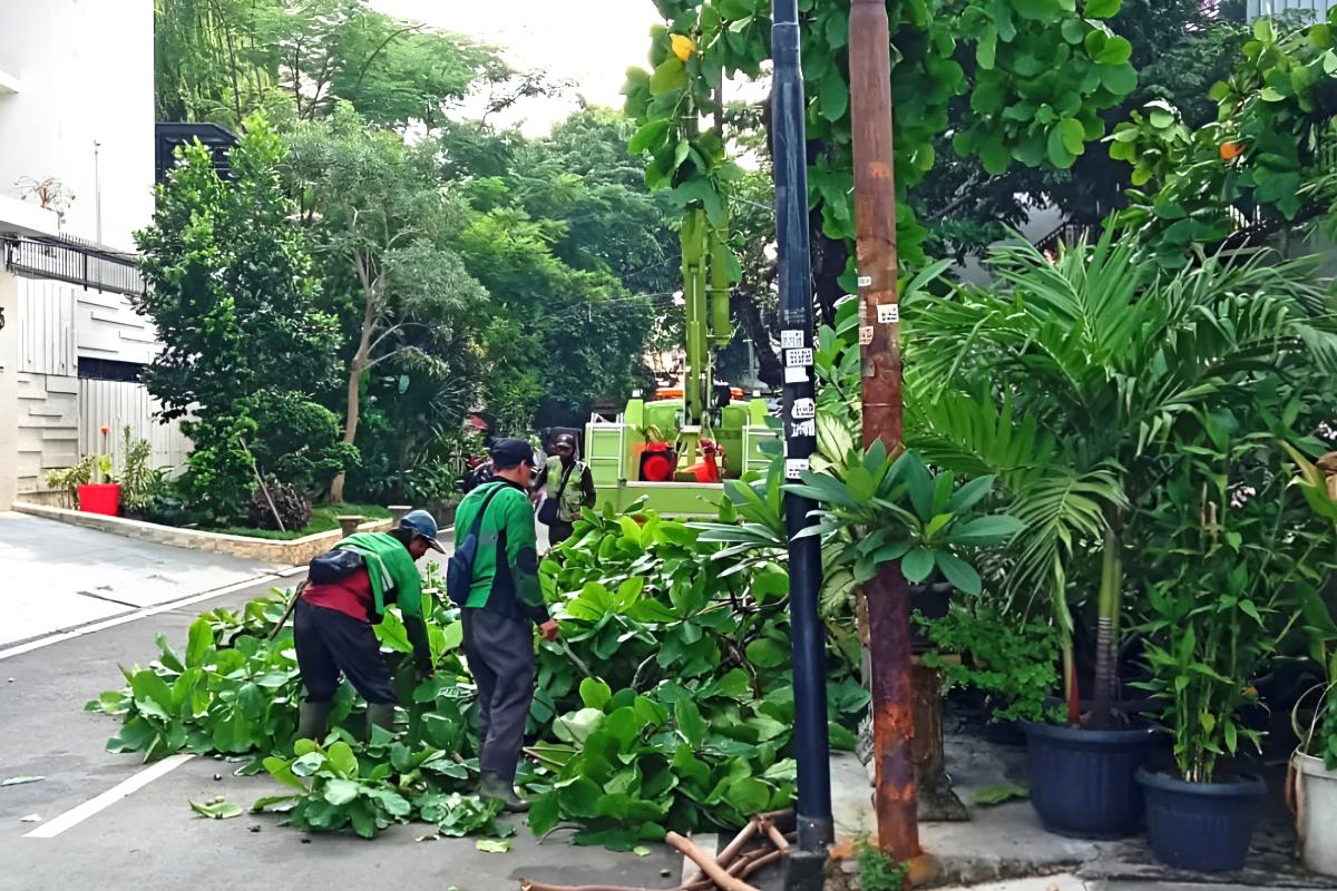 Pohon rawan tumbang jakpus dipangkas edit ist