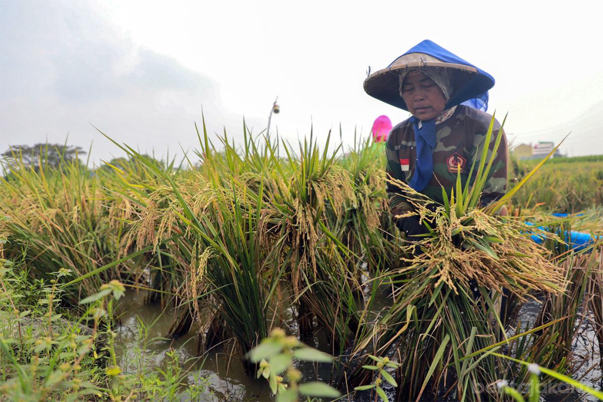 Sawah padi gabah rezap2