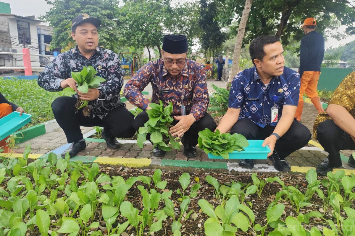 Kelurahan Kebon Baru Panen 30 Kilogram Sayuran di Lahan Penataan Kawasan
