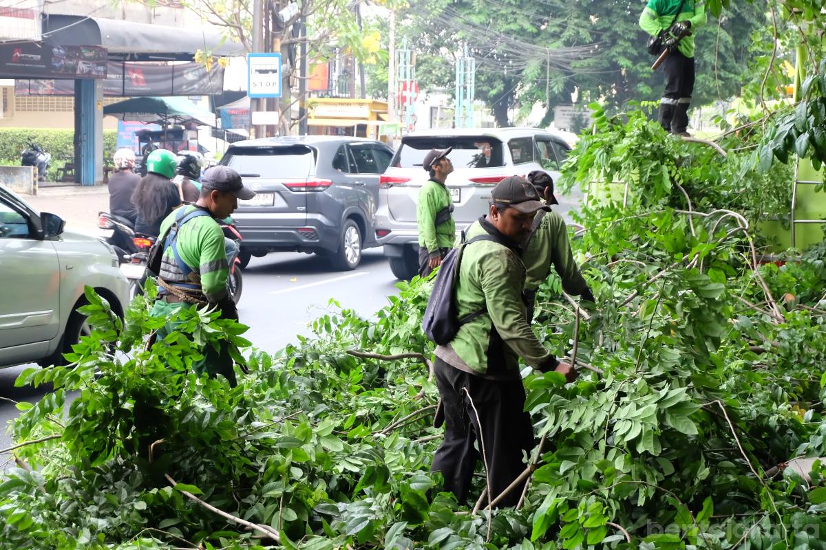 Pohon Rawan Tumbang Kebayoran Lama Dipangkas tiyo