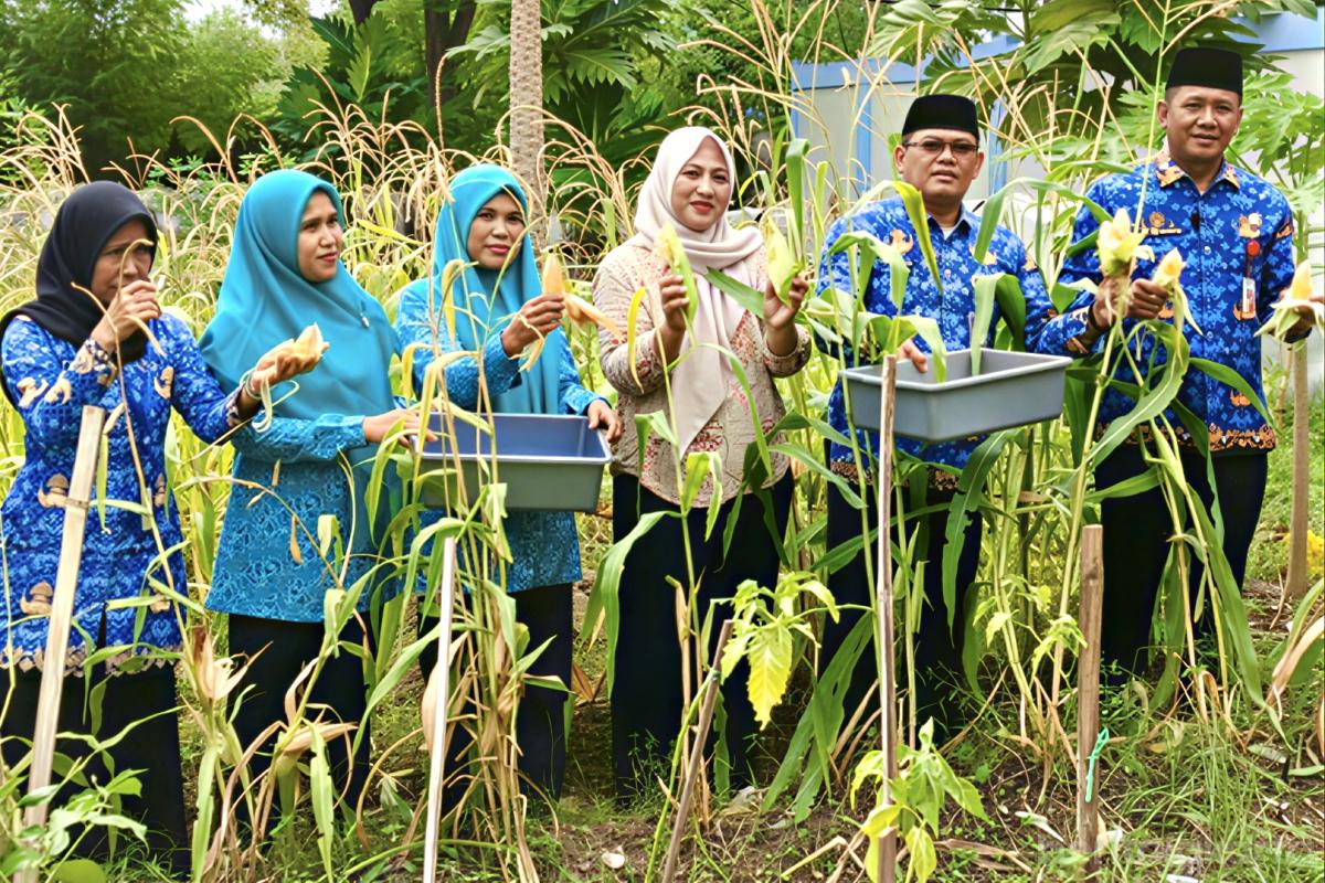 Panen jagung anita