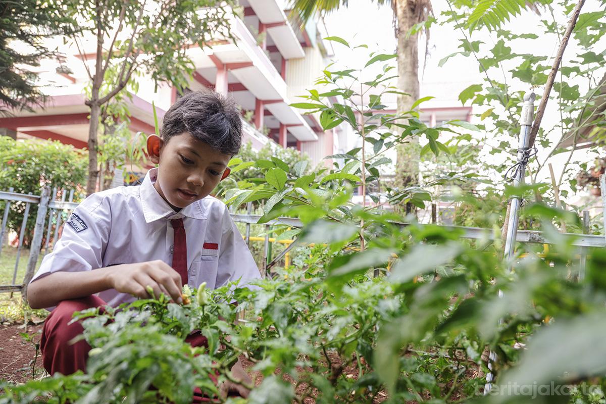 Urban farming sekolah bilal