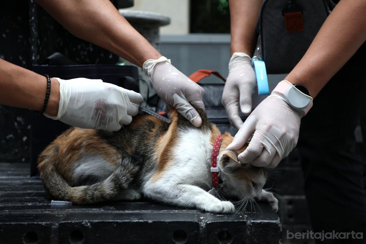 World Rabies Day 2026 otoy