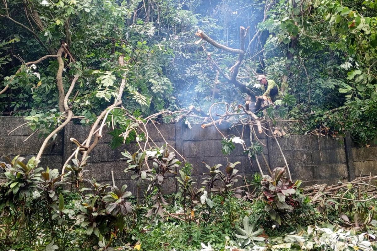 Pohon tumbang kalisari nur