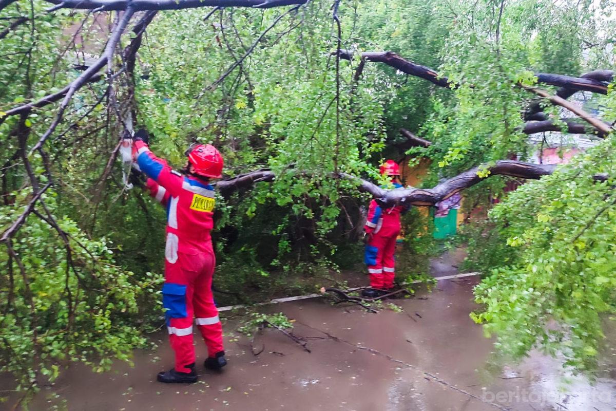 Pohon tumbang manggarai anita