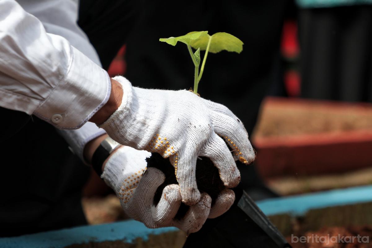 Benih cabai siap tanam otoy