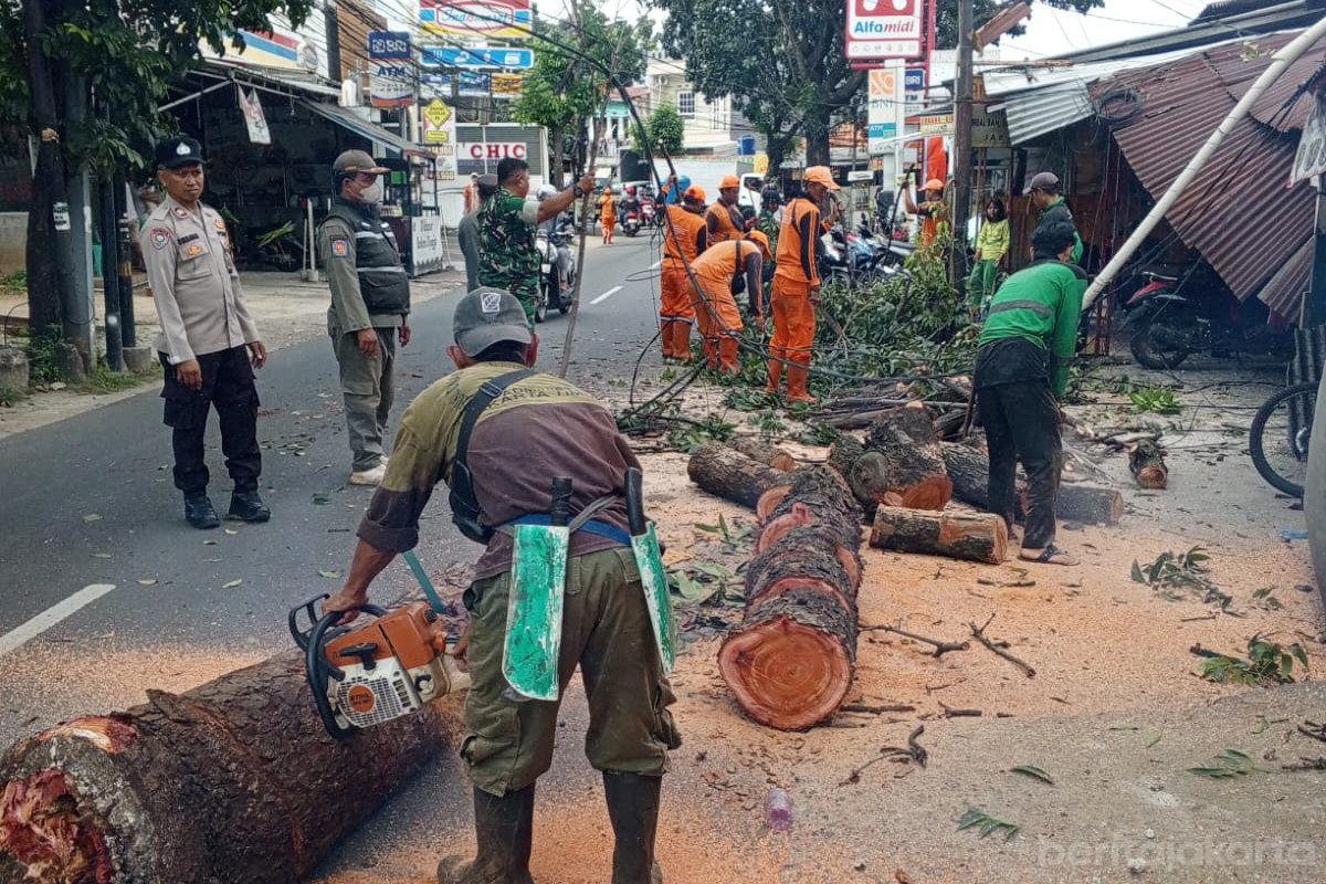 Pohon tumbang berhasil evakuasi