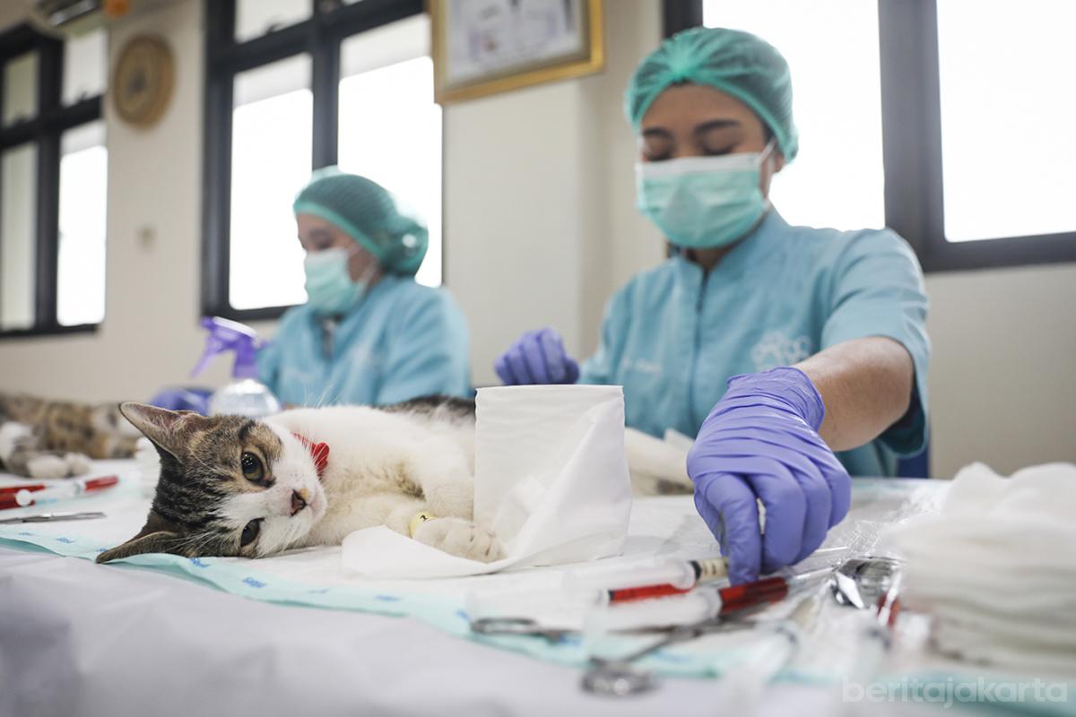 Sterilisasi kucing jakarta bebas rabies geri jati