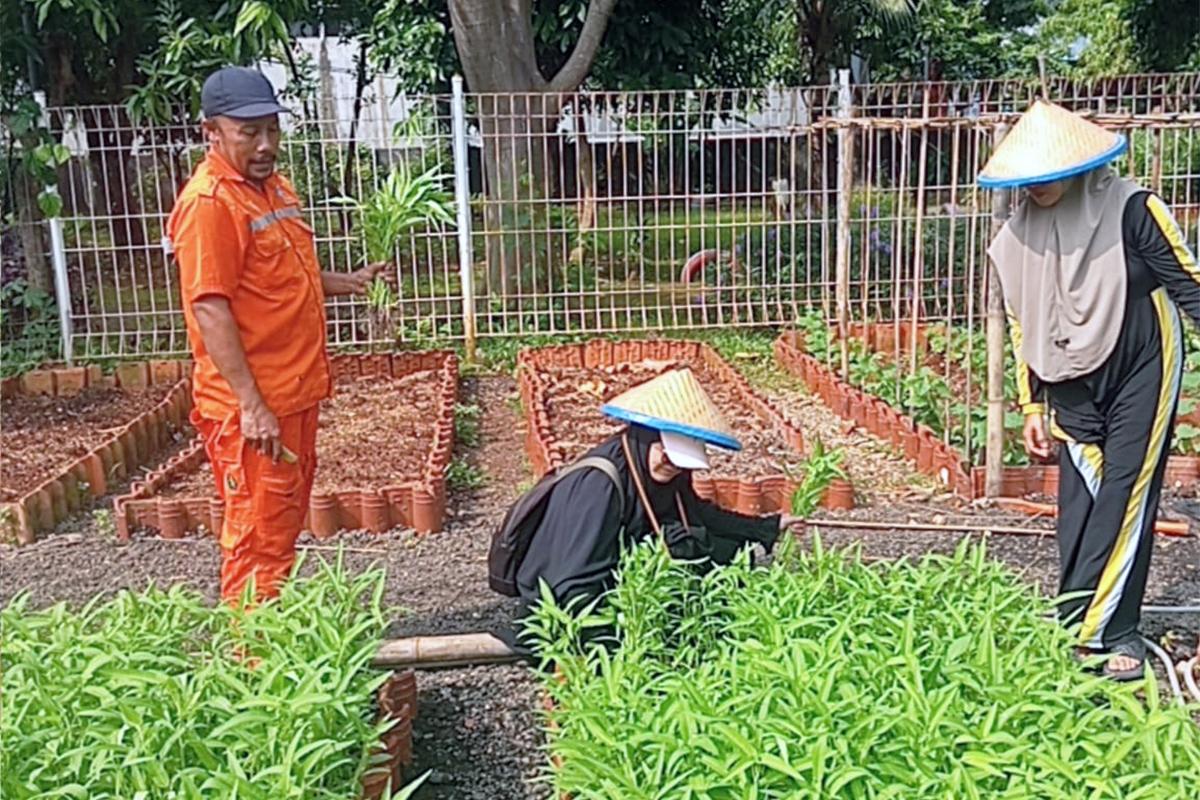 Urban farming batu ampar nur ist