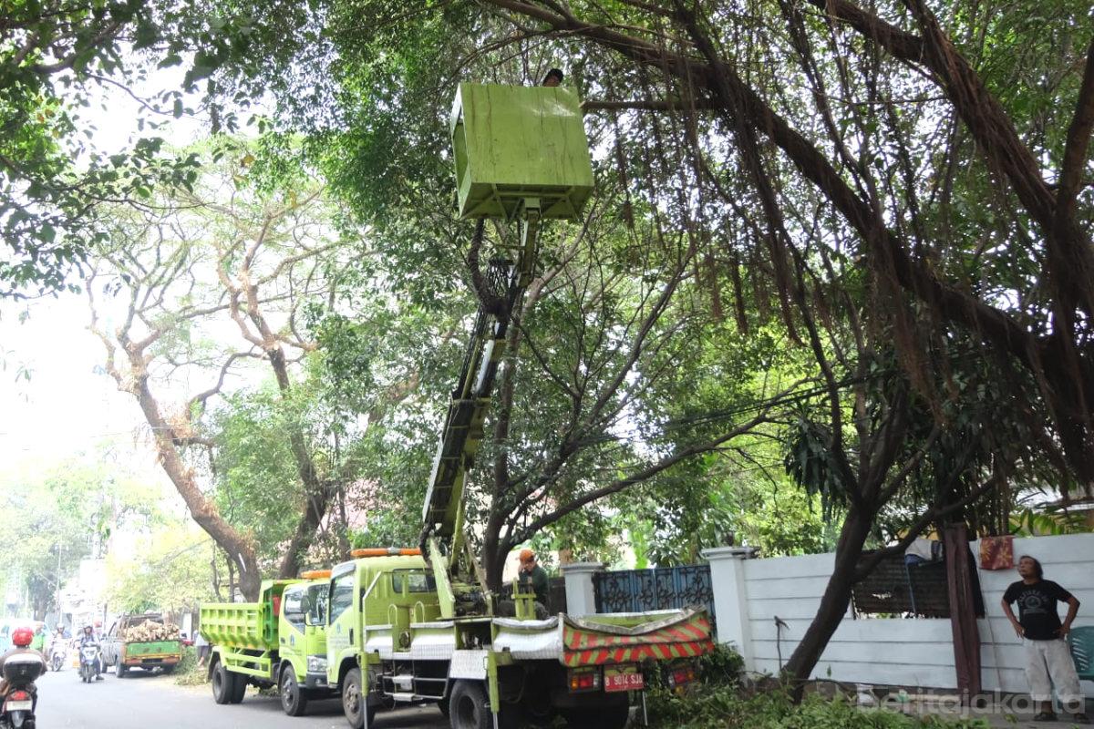 Pohon Rawan Rawan Tumbang di Cilandak dan Pasar Minggu Dipangkas