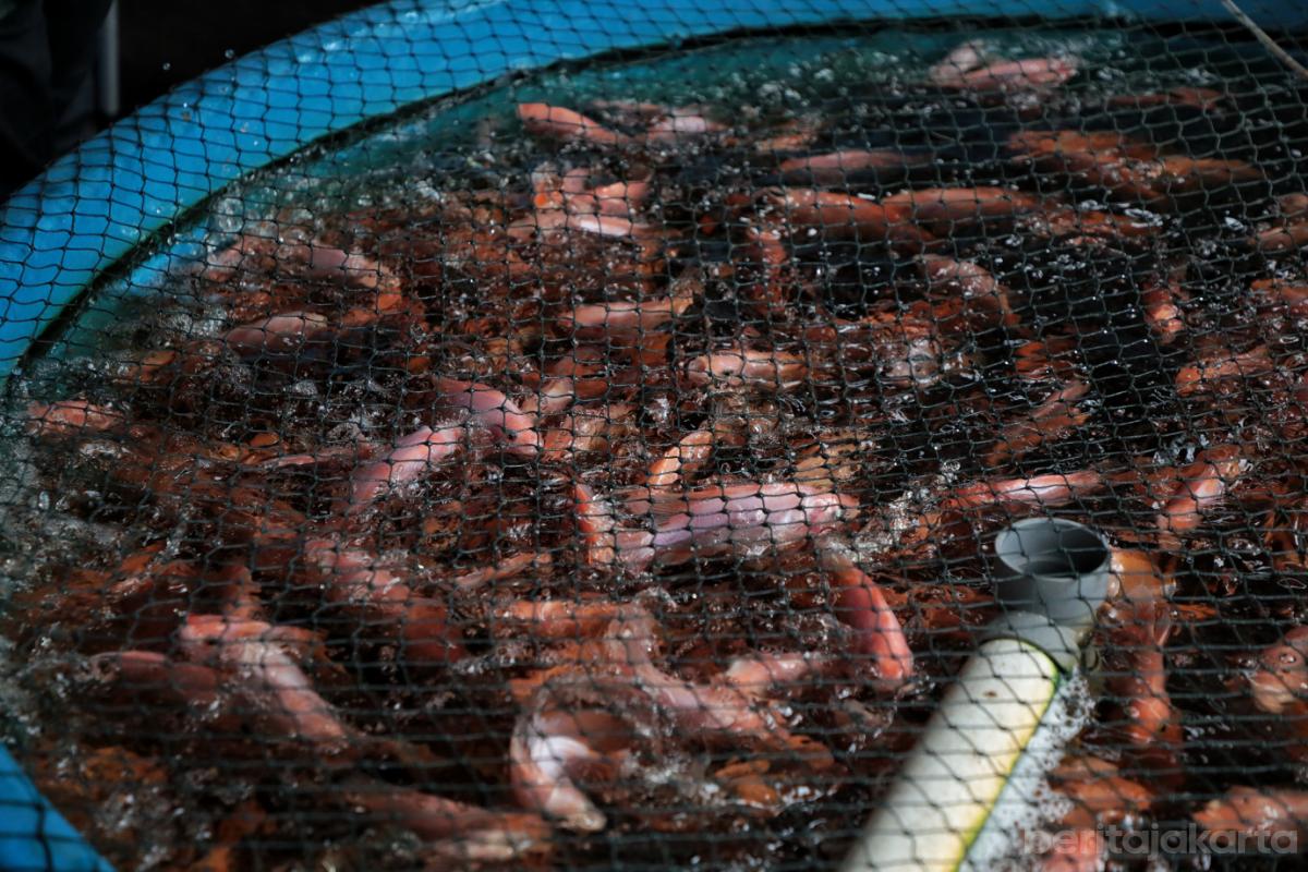 6.Poktan Swara Hijau Farm Kembangkan Budidaya Ikan Nila