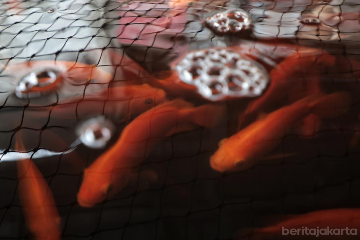 3.Poktan Swara Hijau Farm Kembangkan Budidaya Ikan Nila