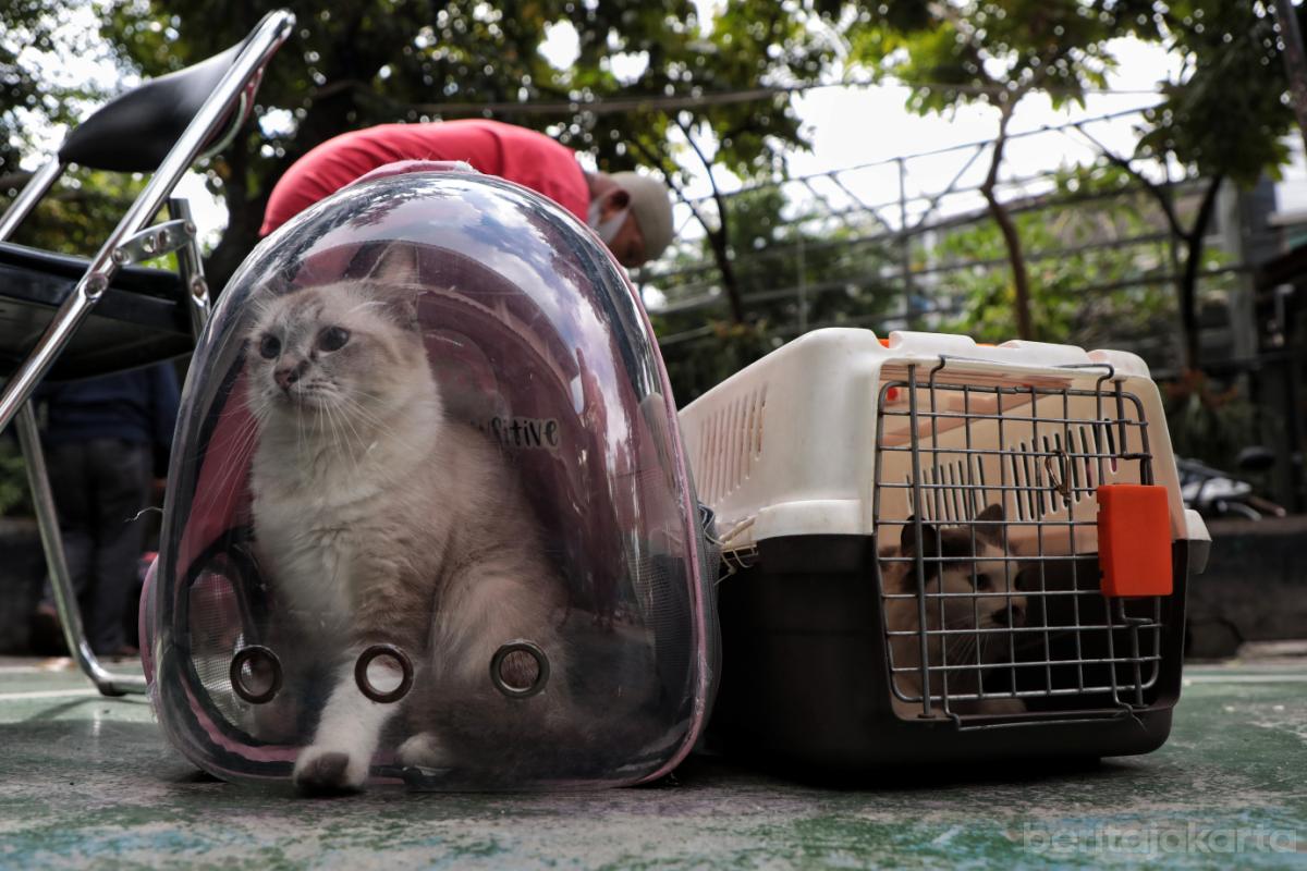 3.782 HPR Berhasil Divaksinasi Sudin KPKP Jaksel Selama Januari 2026