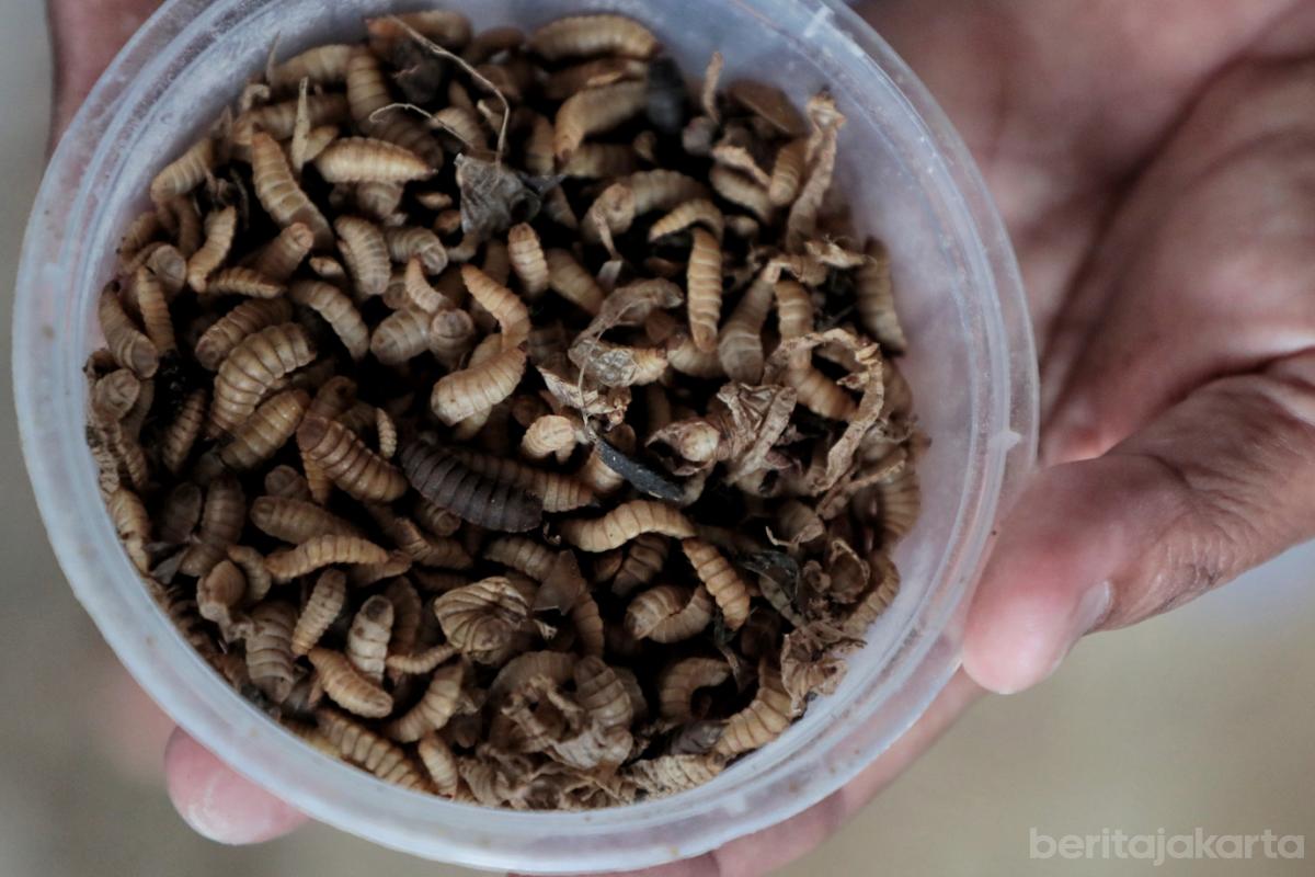 2.Poktan Swara Hijau Farm Kembangkan Budidaya Ikan Nila