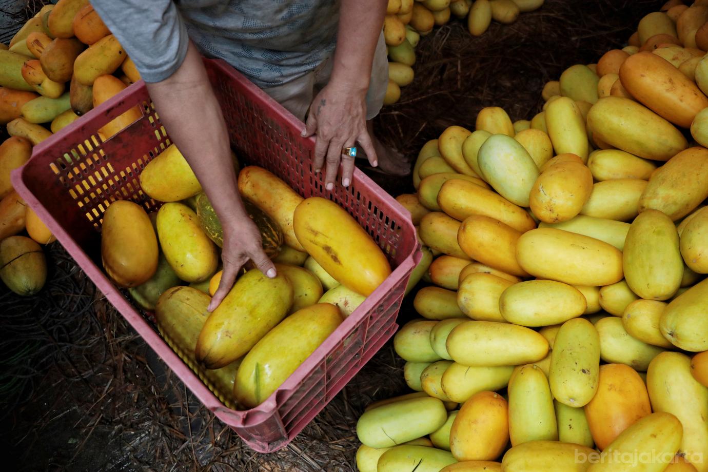 4.Penjualan Timun Suri Meningkat di Awal Ramadan