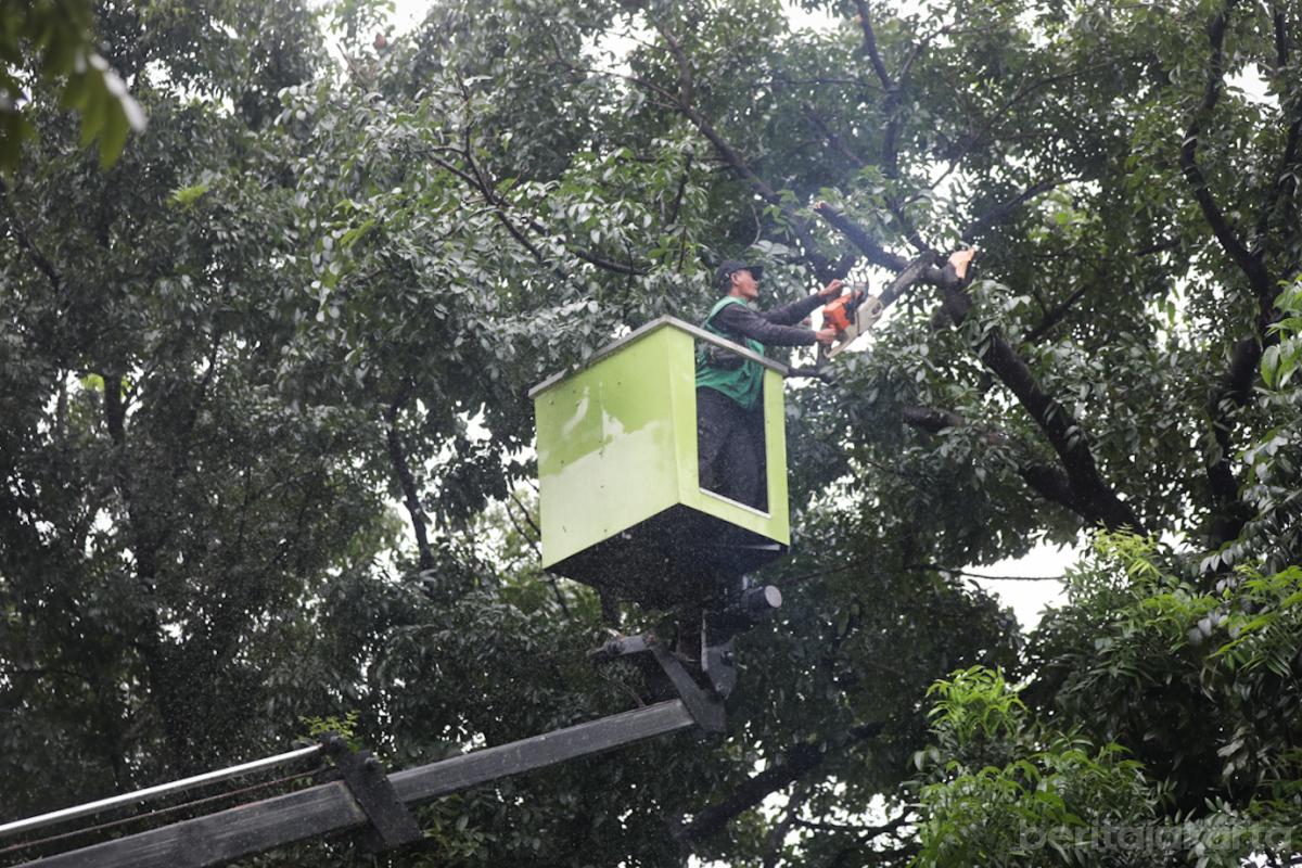 Toping Pohon Ceger 3