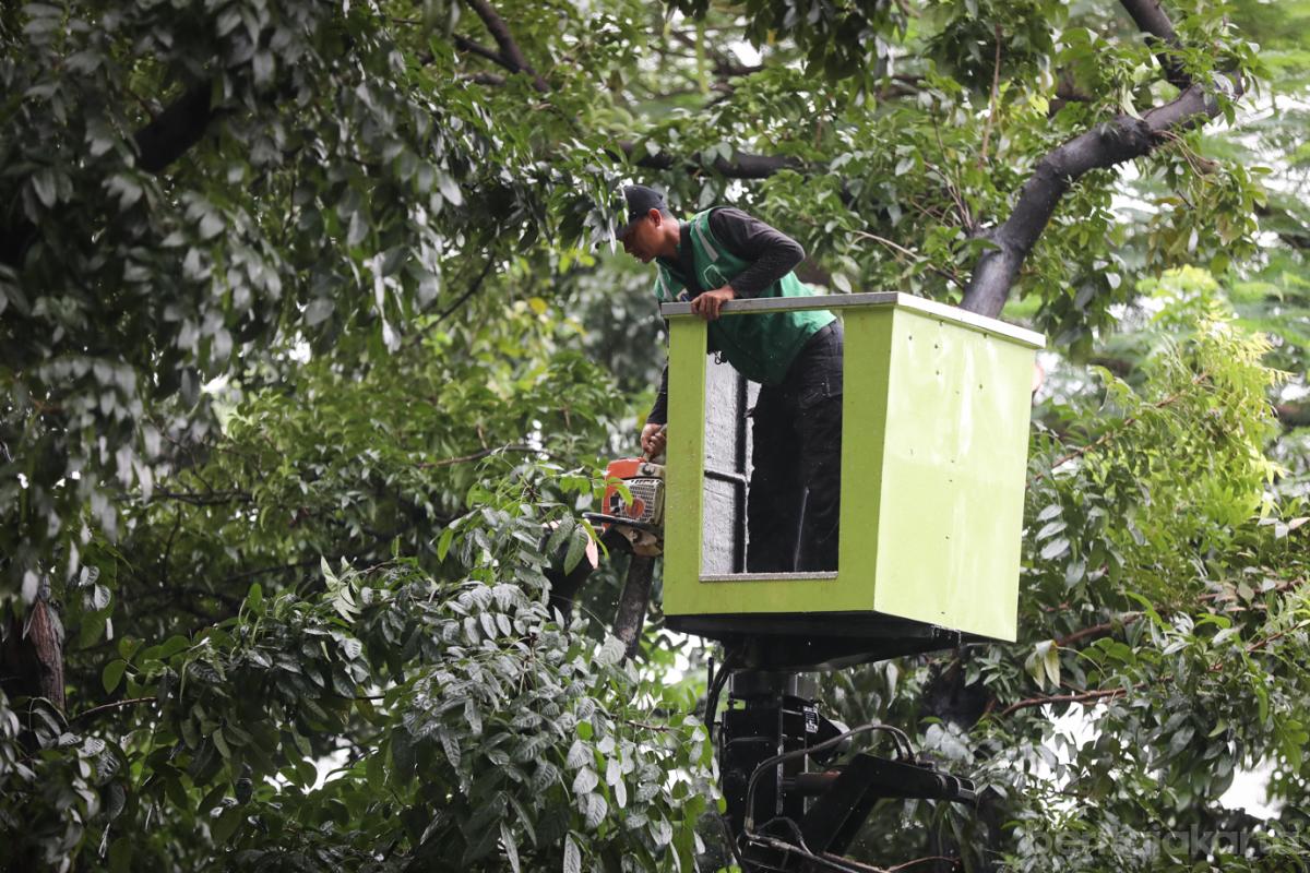 Toping Pohon Ceger 5