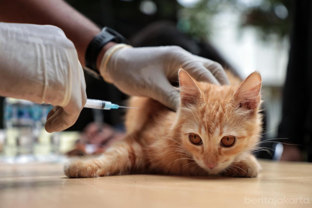 4.782 HPR Berhasil Divaksinasi Sudin KPKP Jaksel Selama Januari 2026