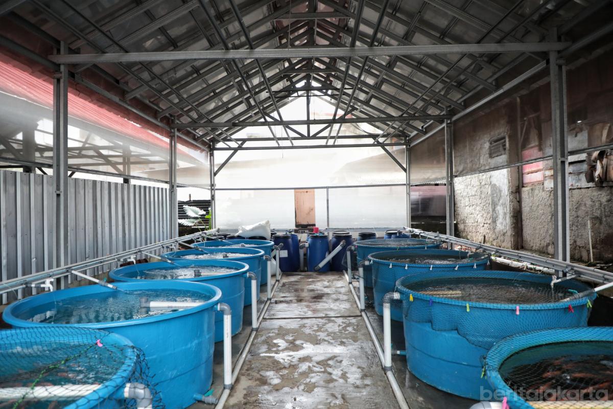 4.Poktan Swara Hijau Farm Kembangkan Budidaya Ikan Nila