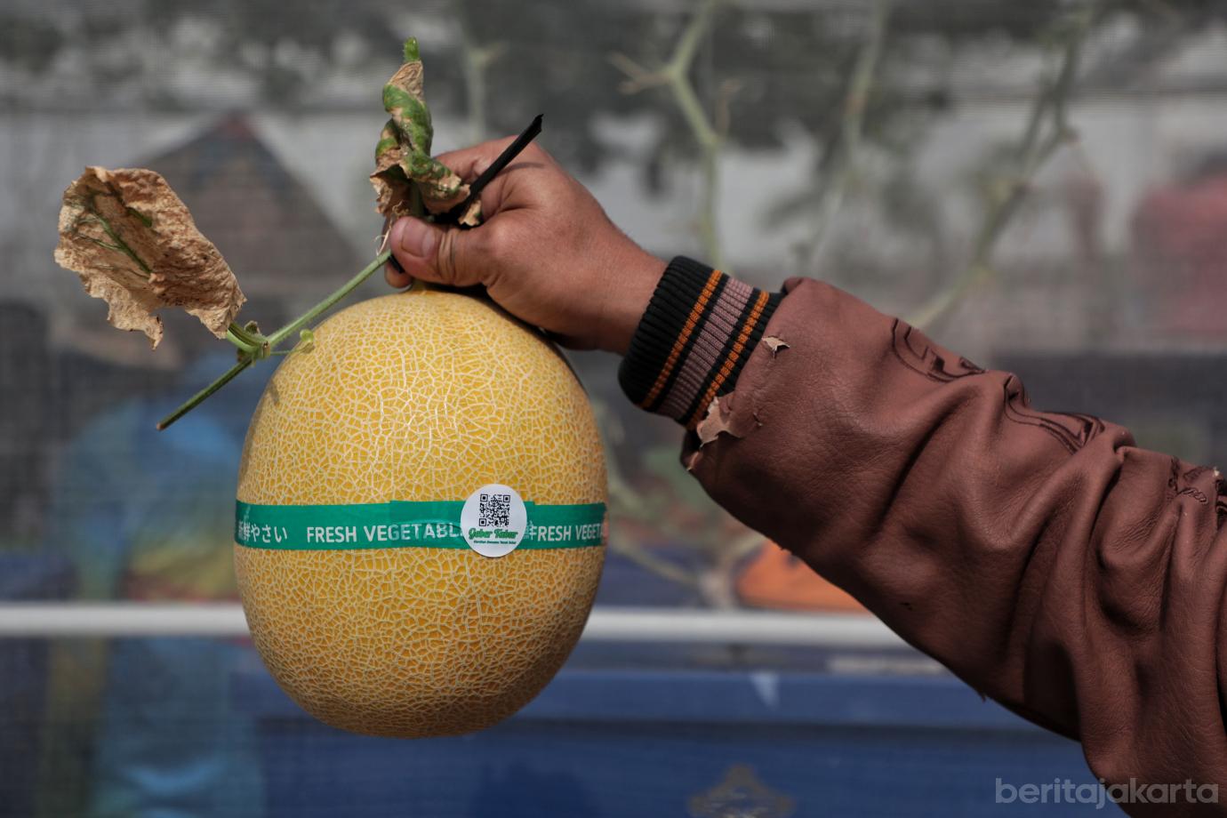 4.Wali Kota Jaktim Panen Melon di Poktan Geber Tabur