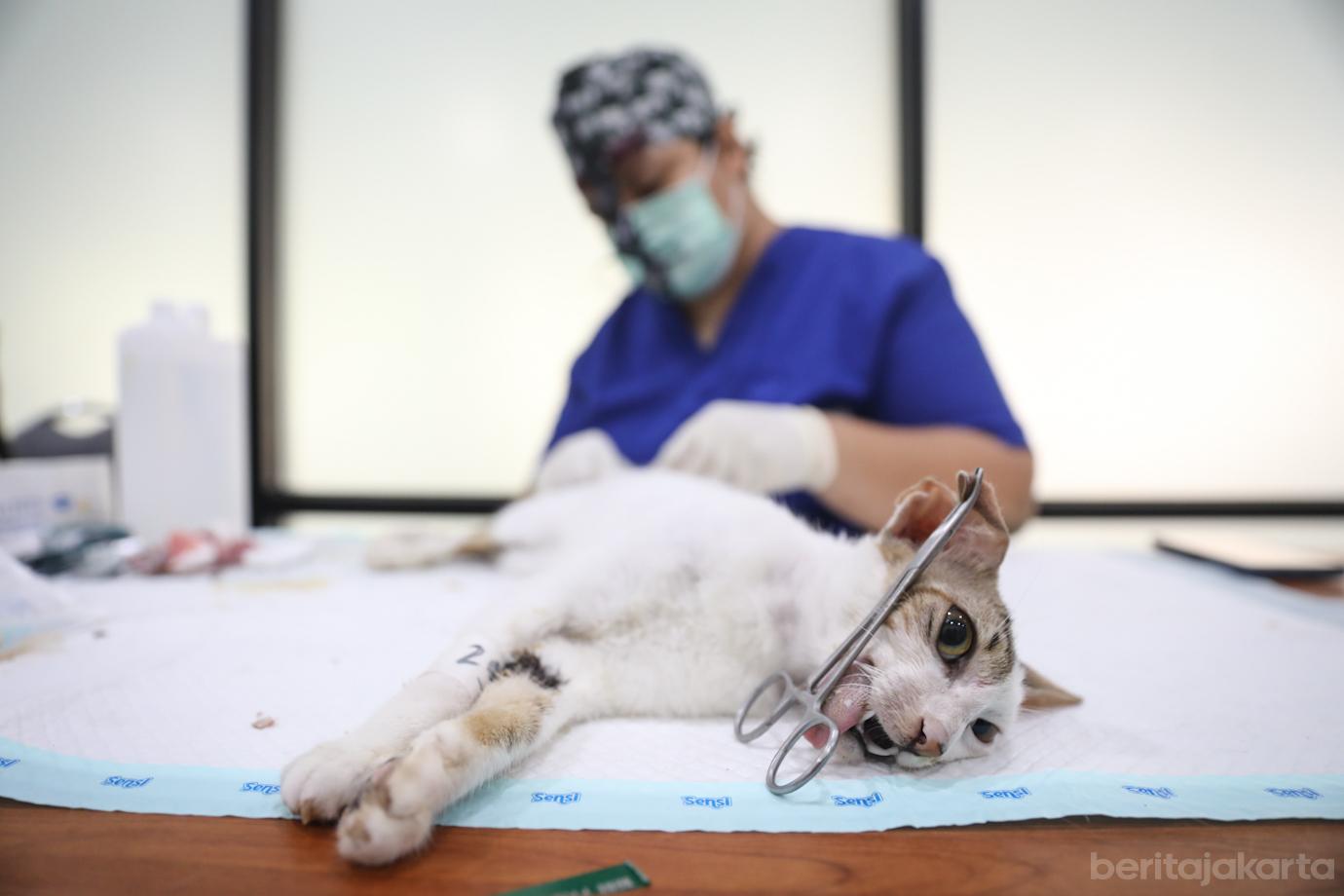 Steril Kucing Cpk Putih 6