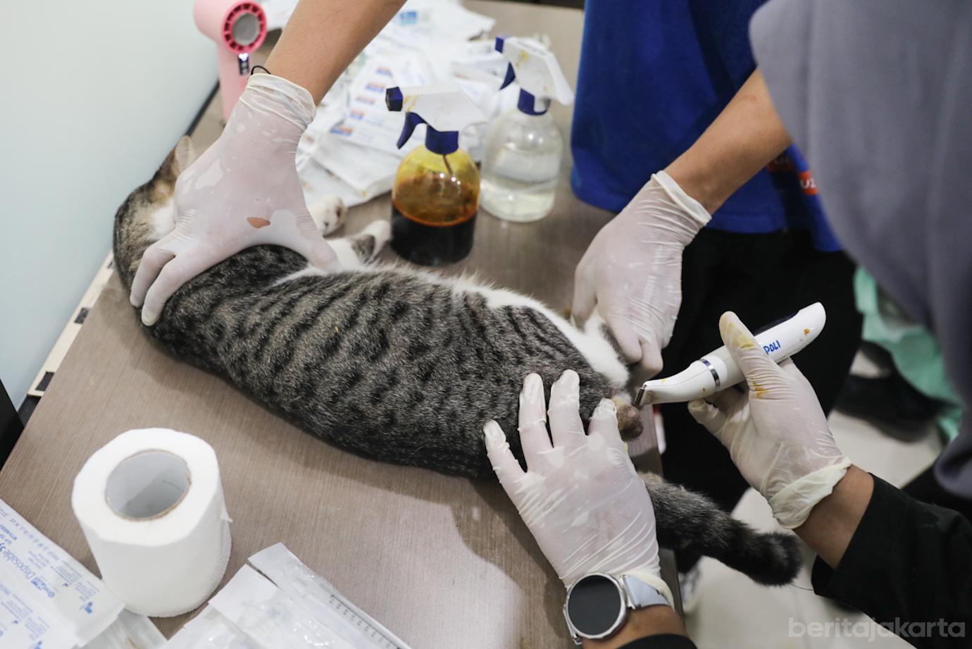 Steril Kucing Cpk Putih 2