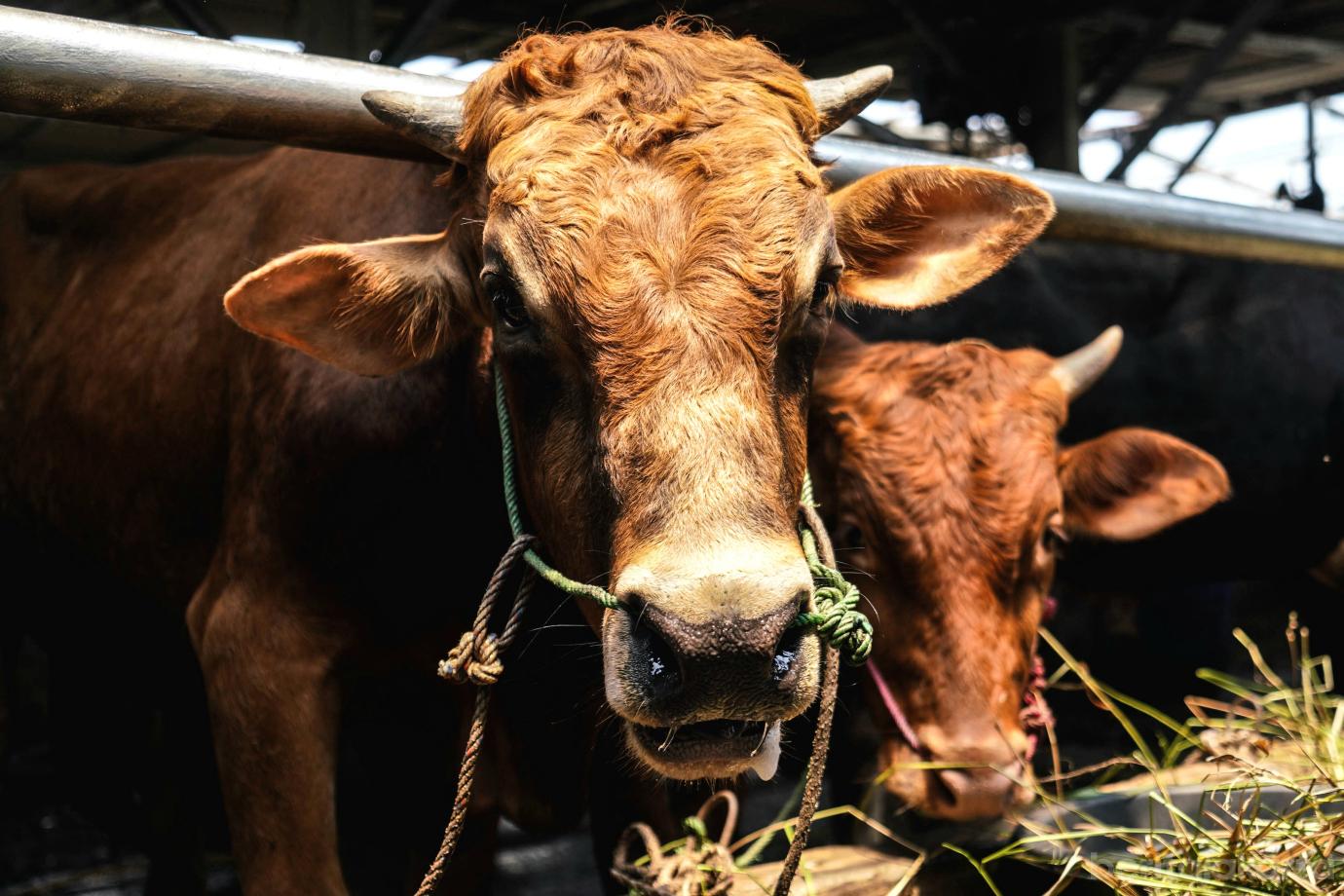 7 31 Sapi Milik Peternak Mendapatkan Vaksin Jelang Idul Adha 7