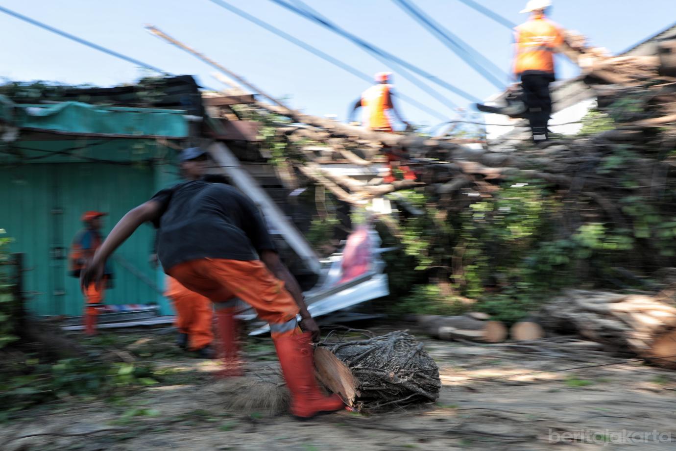 5.Penanganan Pohon Tumbang di Cipayung