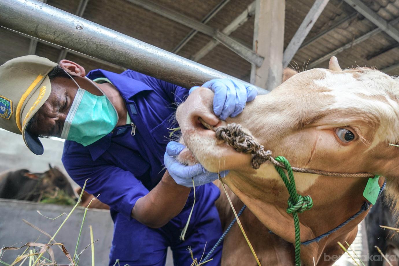 3 31 Sapi Milik Peternak Mendapatkan Vaksin Jelang Idul Adha 3