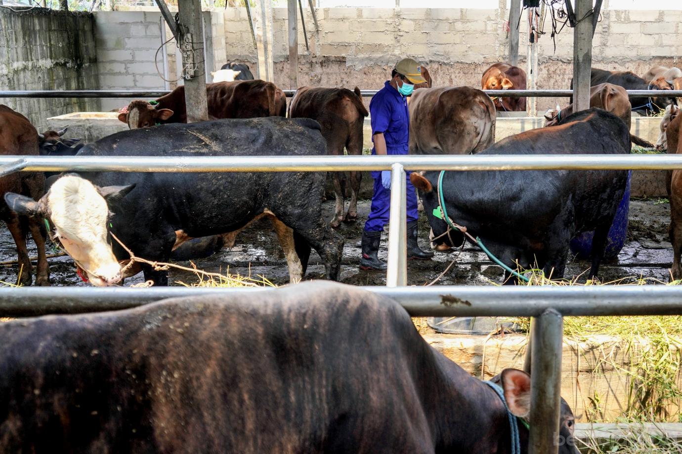 6 31 Sapi Milik Peternak Mendapatkan Vaksin Jelang Idul Adha 6