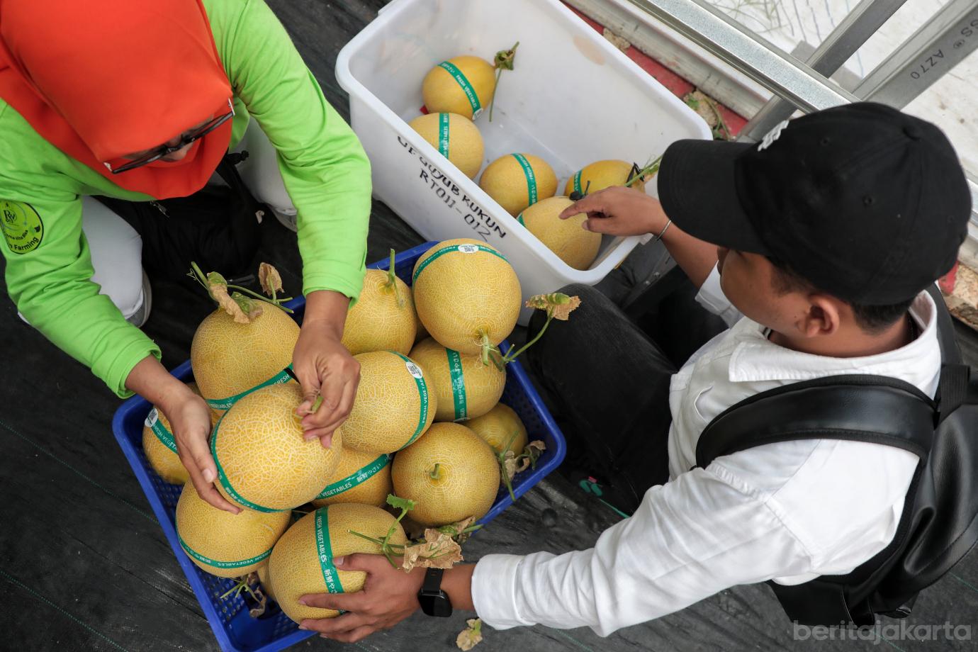 3.Wali Kota Jaktim Panen Melon di Poktan Geber Tabur