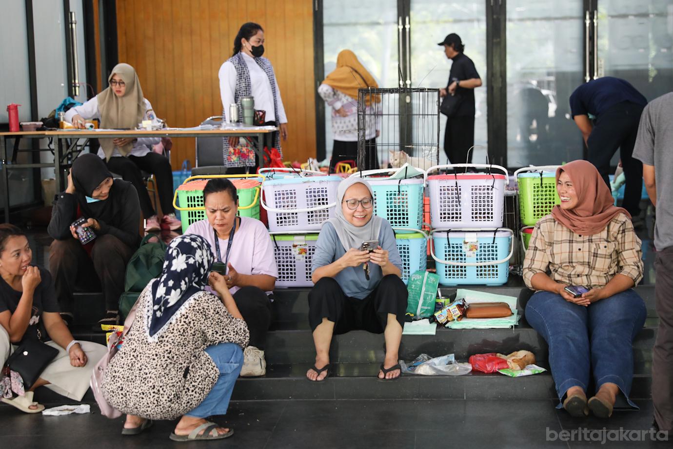 Steril Kucing Cpk Putih 5