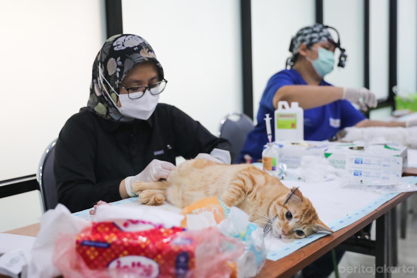 Steril Kucing Cpk Putih 3