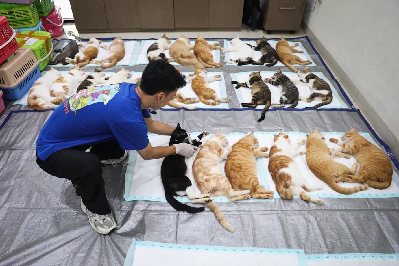 Steril Kucing Cpk Putih 1