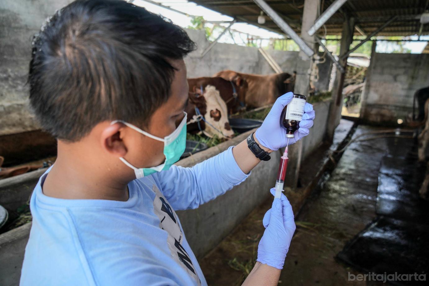 4 31 Sapi Milik Peternak Mendapatkan Vaksin Jelang Idul Adha 4