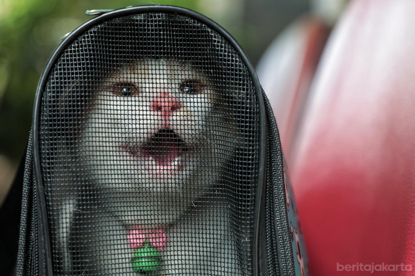 6.Sebanyak 44 HPR Berhasil Divaksinasi di Duren Tiga